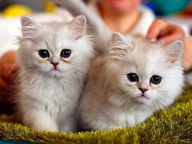 Породы кошек в Ермолино | ЗооТом портал о животных
