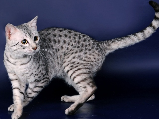 Породы кошек в Ермолино | ЗооТом портал о животных