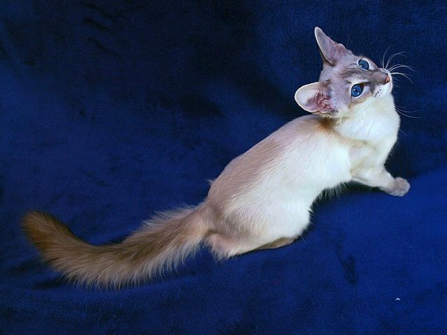 Выведенные породы кошек в Ермолино | ЗооТом портал о животных