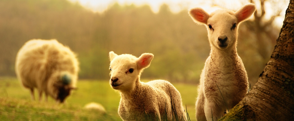 Объявления о сельскохозяйственных животных | ЗооТом - продажа, вязка и услуги для животных в Ермолино