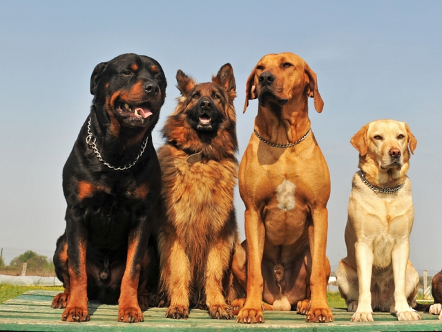 Крупные породы собак в Ермолино | ЗооТом портал о животных