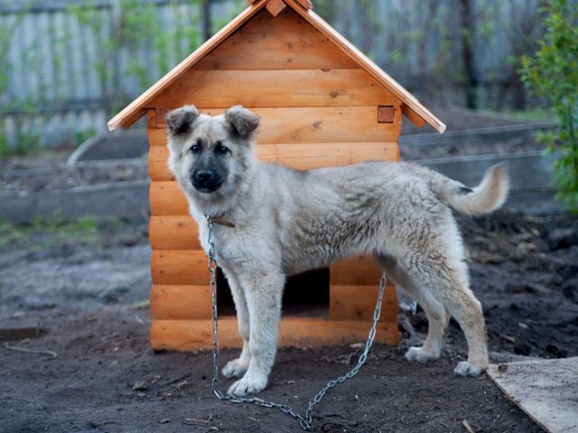 Все о собаках в Ермолино